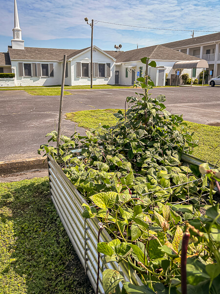 Community Garden with Gulfview in the background
