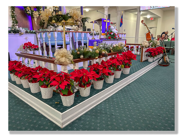 Lots of Poinsettias on the altar